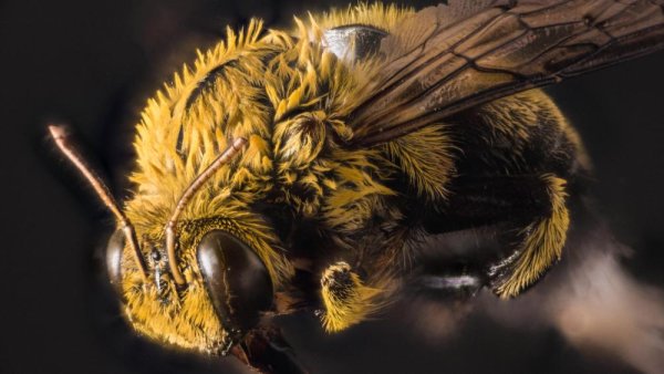 Scientists find evidence of 27 new viruses in bees | Penn State University