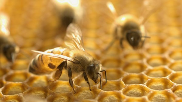 Scientists raise concerns about steady decline of honey production: '[It's] driving most of what we're seeing'
