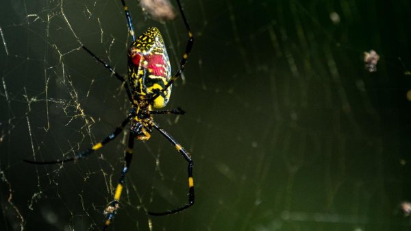 Should Pennsylvanians be worried about Joro spiders?