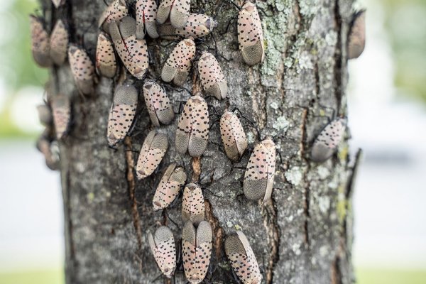 Spotted Lanternflies