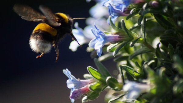 Soil nutrients affect how attractive plants are to bees from the ground up | Penn State University