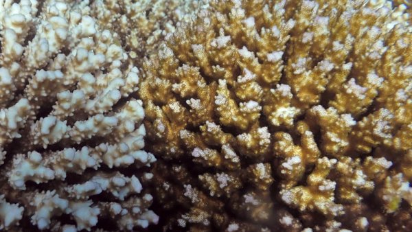 Some corals may survive climate change without paying a metabolic price | Penn State University