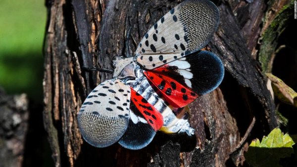 Spotted lanternflies are on the most wanted list: Get ready to stomp
