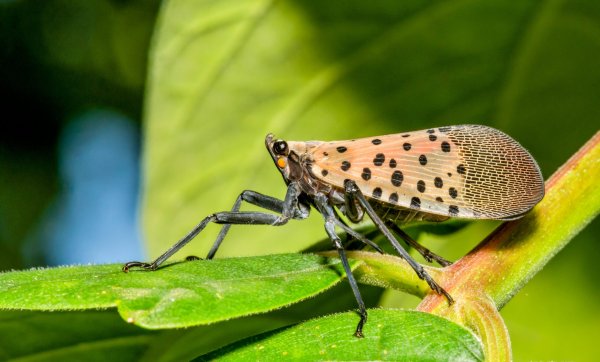 Spotted lanternflies damage young maple trees