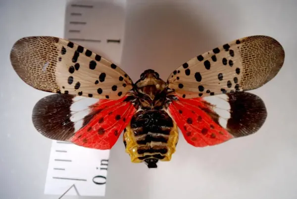 A dozen Ohio counties under quarantine as invasive spotted lanternfly begins breeding