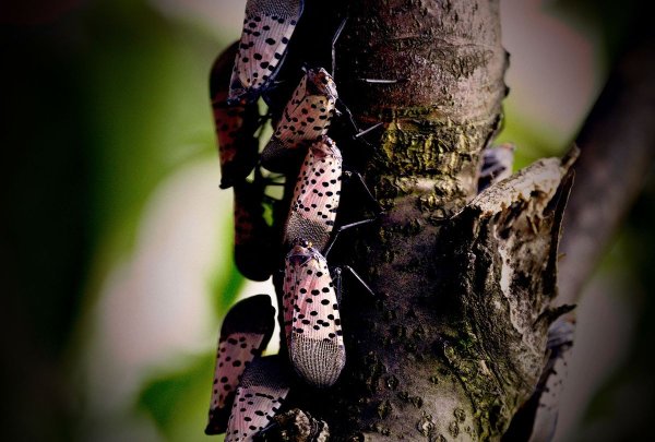 The spotted lanternfly is invading the Northeast. The consequences will be dire if they take over