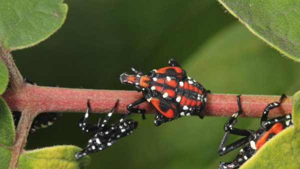 Spotted lanternfly lore: Penn State experts clear up falsehoods about pest | Penn State University