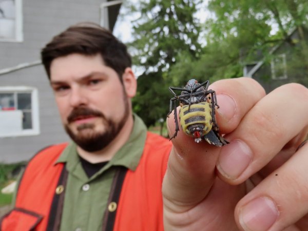 The spotted lanternfly: A major nuisance coming to Michigan backyards