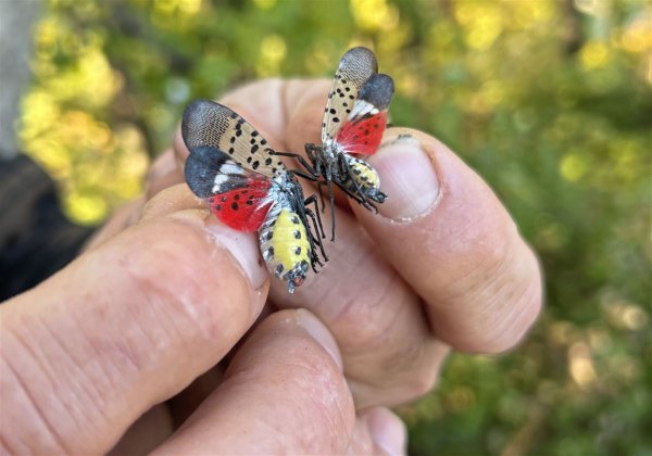 Spotted lanternfly reports in Allegheny County plummeted 90% in 2024 — but they're not done yet