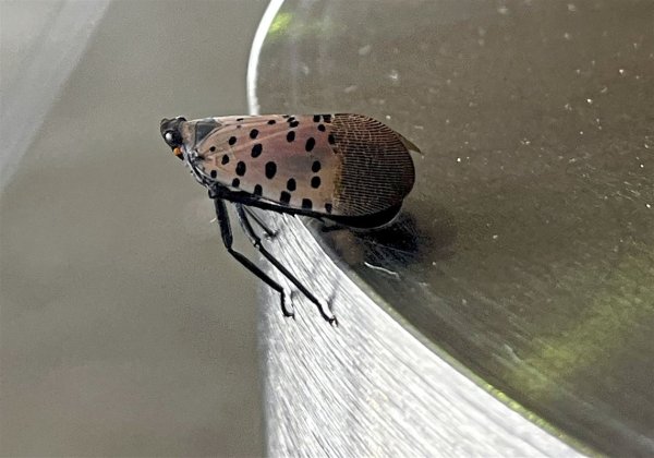 Spotted lanternfly reports drop about 75% across Pa., but Allegheny County still leads the state