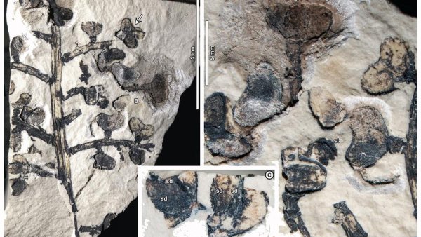 Spurge purge: Plant fossils reveal ancient South America-to-Asia ‘escape route’ | Penn State University