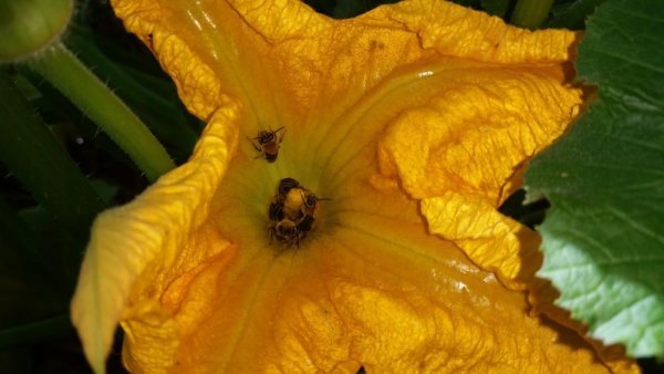 Squash bees flourish in response to agricultural intensification | Penn State University