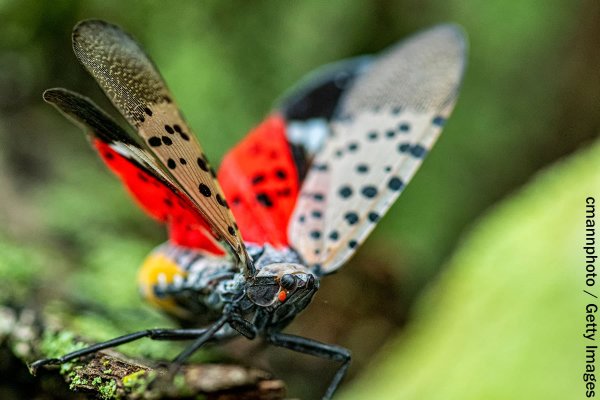 Squash Spotted Lanternflies On Sight, Experts Urge
