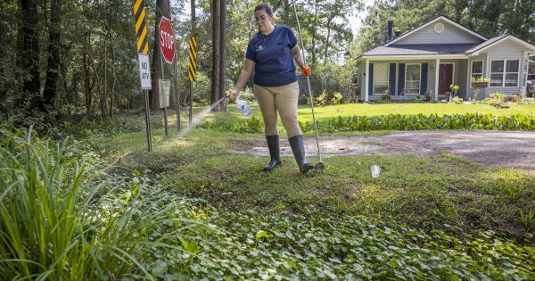 St. Tammany's ditches are fouled with untreated sewage. The mosquitoes are loving it.