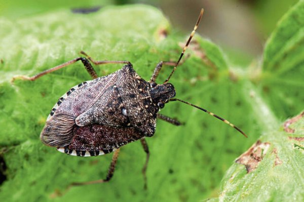 A brown marmorated stink bug at a Penn State research station in Biglerville, Pa.