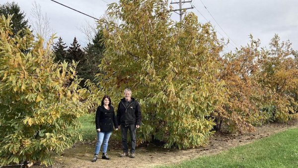 Struggling with blight, American chestnut tree faces new disease identified by Erie County researchers