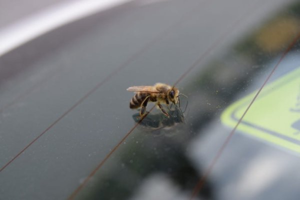 STUDY: Your highway commute is contributing to bee deaths