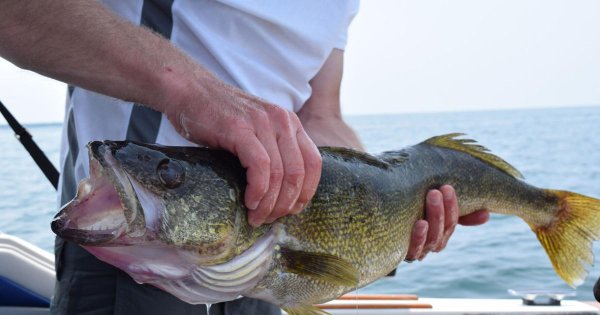 Summer walleye catches in Pennsylvania portion of Lake Erie were second highest in more than 20 years