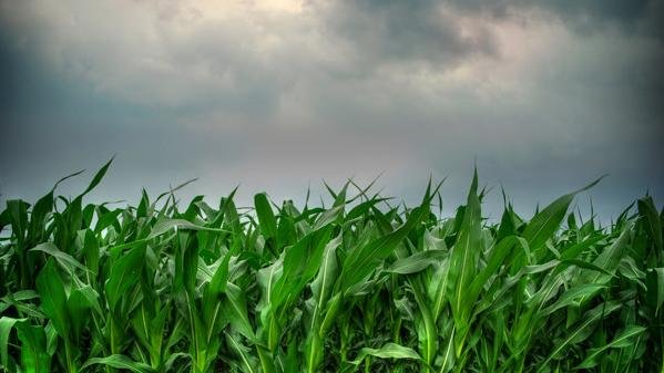 Team wins grant to develop nitrogen fertilizer decision tool for organic farmers | Penn State University