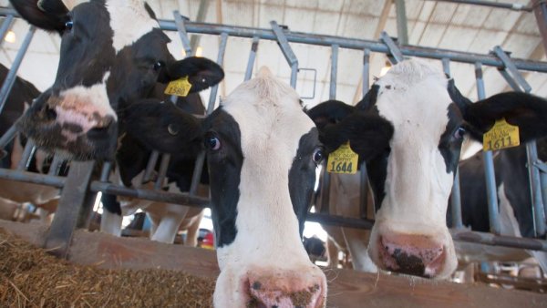 Testing confirms that Penn State dairy herd is free of avian influenza | Penn State University