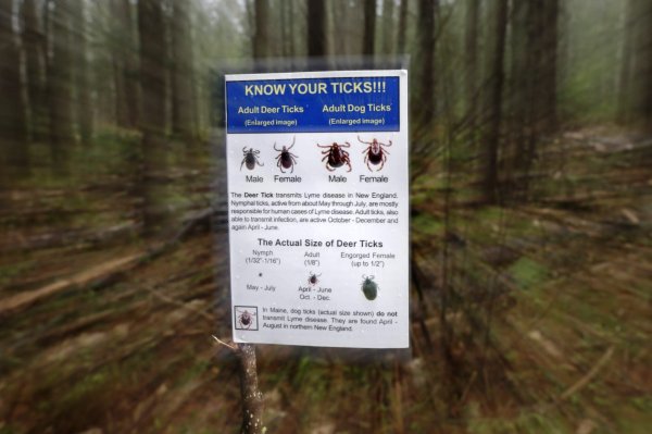 There are a lot more Lyme disease-carrying ticks in Pa. today, Penn State study finds