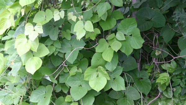 These invasive plants are the most concerning to Pennsylvania