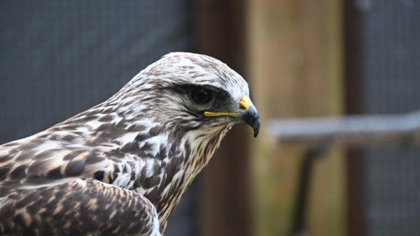 Three new hawks join flock at Shaver’s Creek Environmental Center | Penn State University