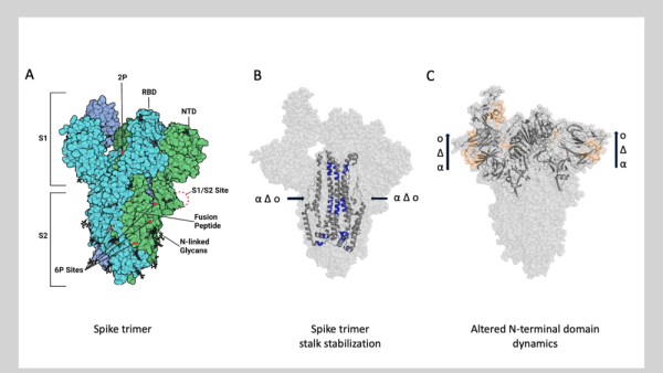 A tighter core stabilizes SARS-CoV-2 spike protein in new emergent variants | Penn State University
