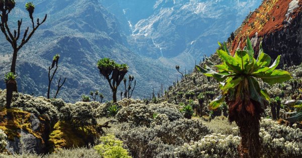 Time Is Running Out for Uganda's Vanishing Glaciers