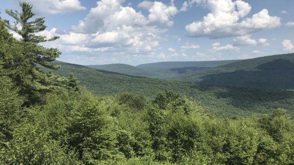 Trees struggle to ‘breathe’ as climate warms, researchers find | Penn State University