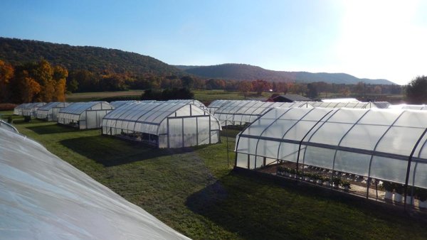 Type of plastic film on high tunnels can filter sunlight, influence plant growth | Penn State University