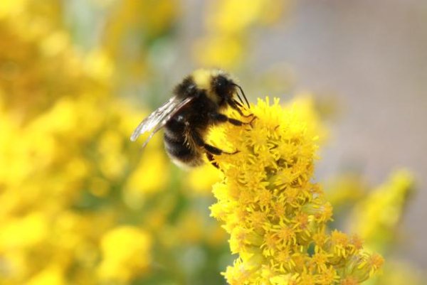 The Xerces Society  This is the Western bumblebee (Bombus occidentalis), whose current habitat extends along the Pacific coast and western interior of North America, from Arizona, New Mexico and California, north through the Pacific Northwest and into Alaska.
