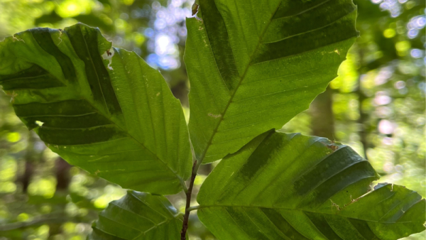 Under the canopy: Penn State researchers study beech leaf disease in PA forests | Penn State University