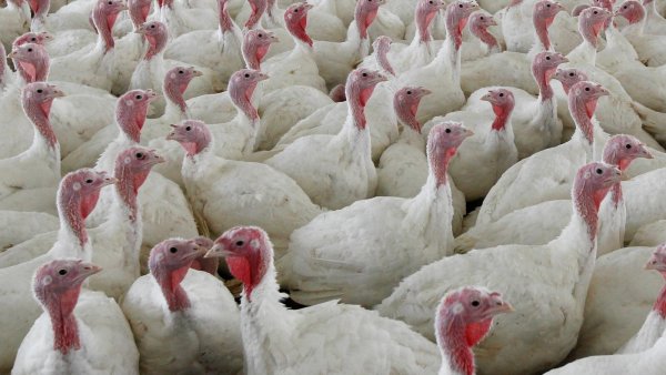 USDA moves to limit salmonella in raw poultry products