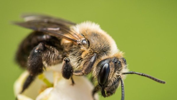 Volunteers record bee biodiversity and discover new species in Pennsylvania | Penn State University