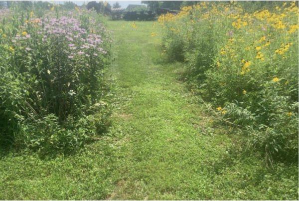 Webinar explores benefits of converting traditional lawns to native landscaping | Penn State University