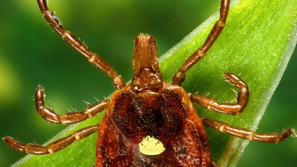 What does a tick look like: Four common ticks found in Pennsylvania