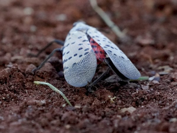 What researchers have learned about the Spotted Lanternfly | WITF