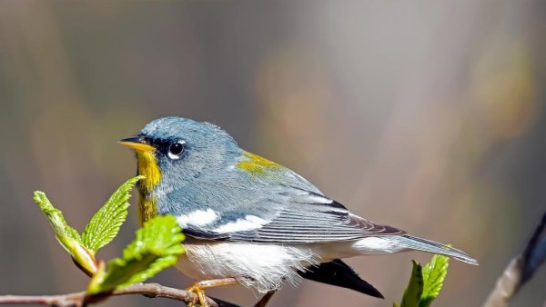 What shapes the composition of microbes in a warbler’s gut? | Penn State University