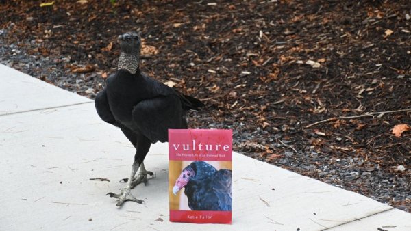 What’s to love about vultures? Conservationist, author offers insight | Penn State University