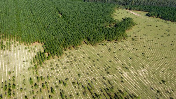 When planting trees is bad for the planet