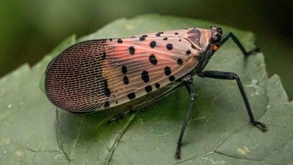 Where are the Spotted Lanternflies in Pennsylvania?