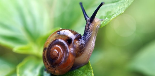 Why are snails and slugs so slow?