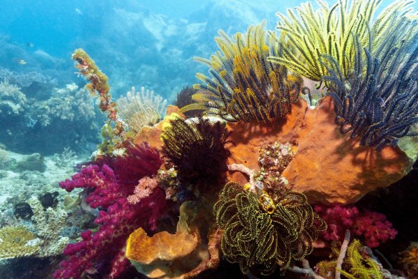 Why are some corals more resilient to climate change than others?