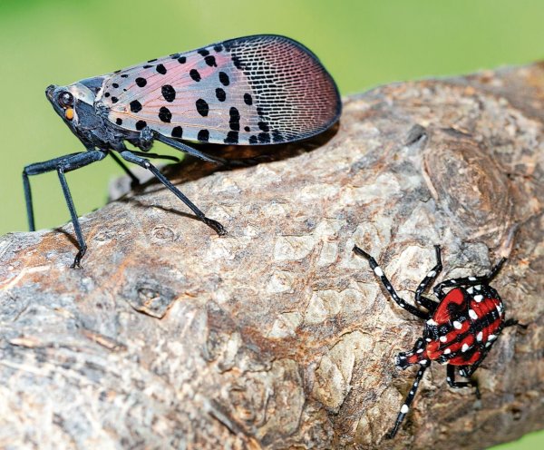 Why do spotted lanternflies look different? Experts say there’s a simple answer.