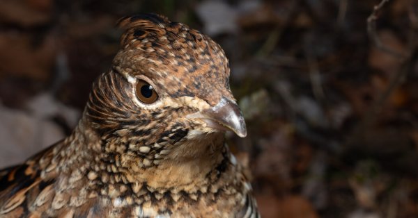 Why Mister Grouse Is the Friendliest Bird in the Forest