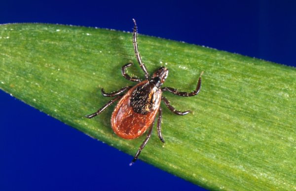 Will ticks be worse this year after another mild winter in the Lehigh Valley?