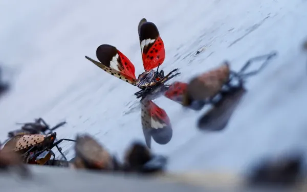 The wings of a dead spotted lanternfly flutter in the wind on a walkway on Aug. 27, 2022, in Bayonne, N.J.Gary Hershorn / Getty Images