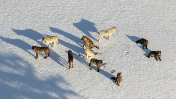 Wolf social group dynamics matter for infectious disease spread, models suggest | Penn State University