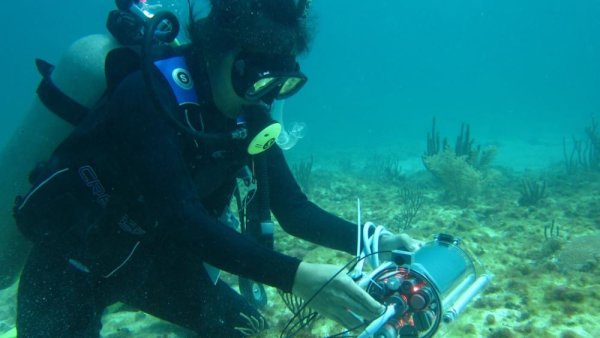 A world of aquatic discovery: Penn State coral research | Penn State University